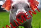 Indiferența autorităților bagă fermele de porcine Ã®n faliment